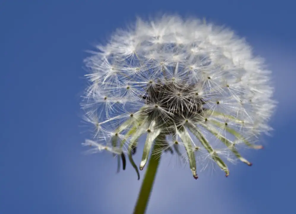 dandelion-against-sky