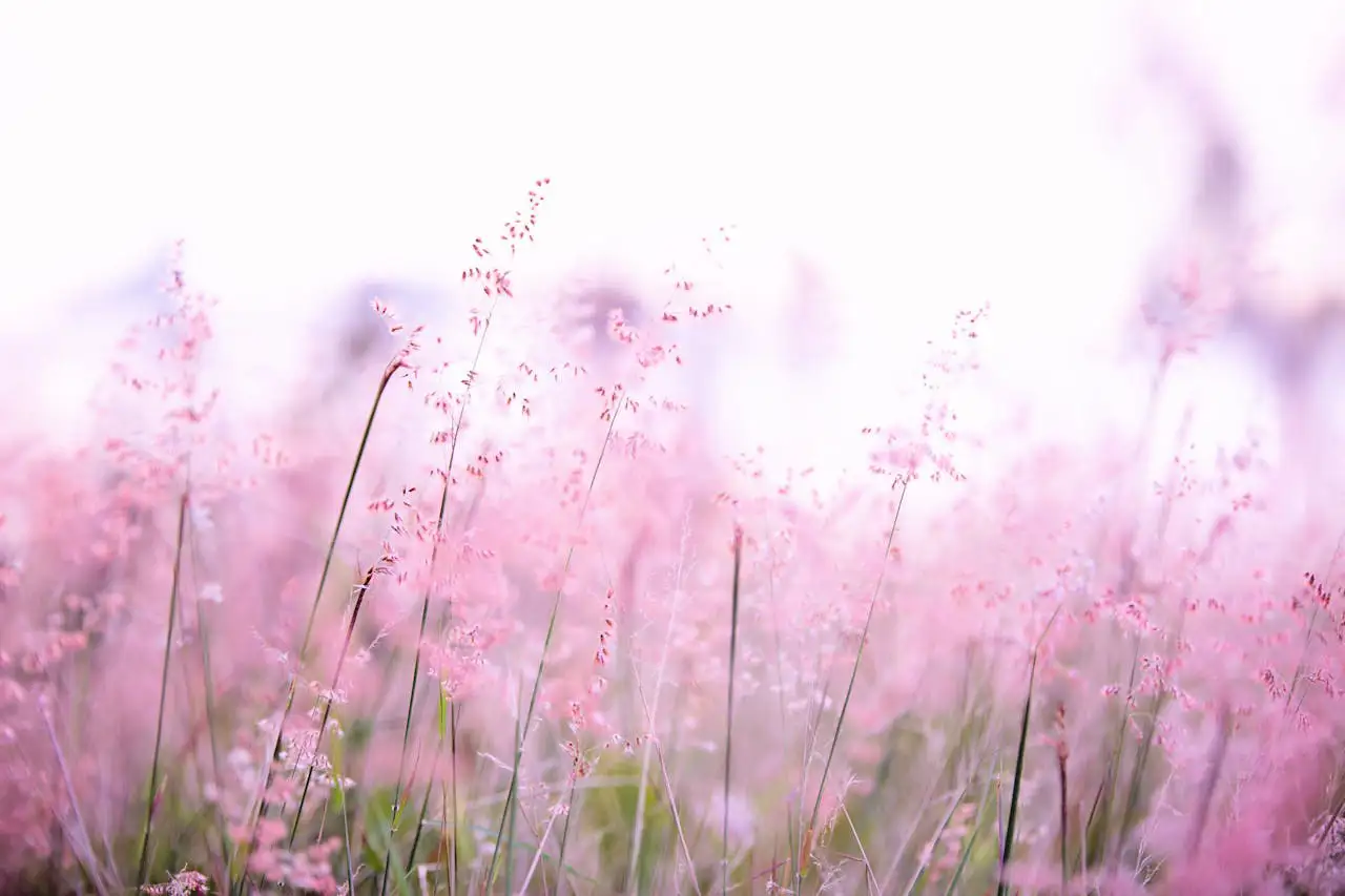 pink-grass-flower