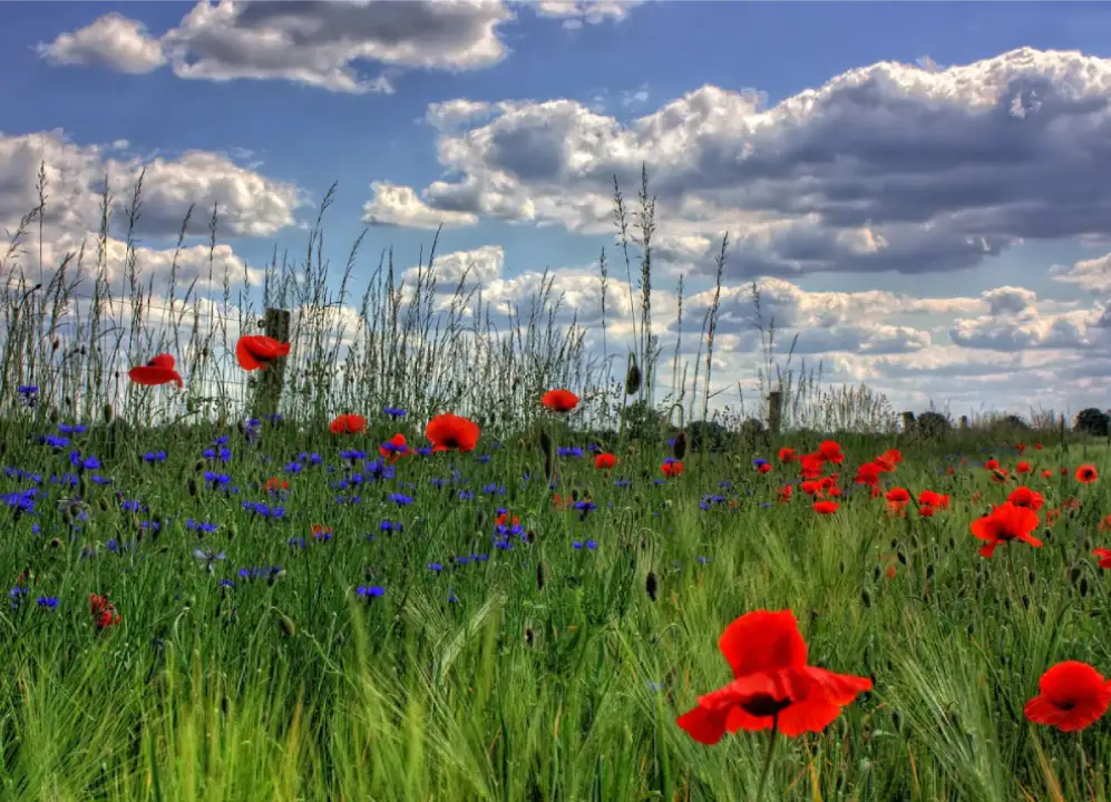 red-petaled-flowers-with-blue-petaled-flowers-on-a-field