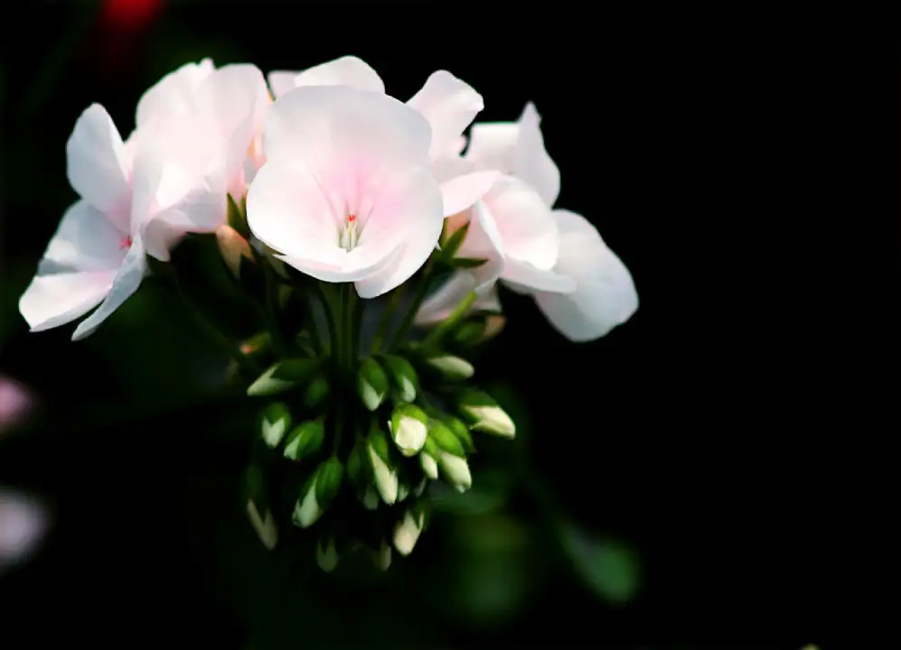 white-petal-flower